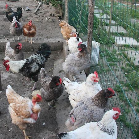 Gite Chez Mamie - 7 Personnes A Sainte Livrade Sur Lot Exteriér fotografie